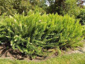 Broadleaf Meadowsweet - Spiraea alba latifolia