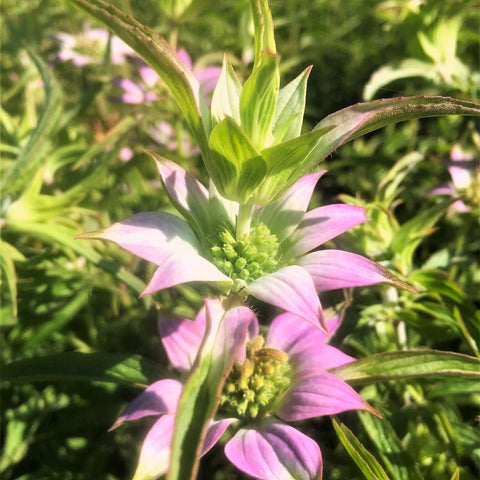 Spotted Beebalm - Monarda punctata