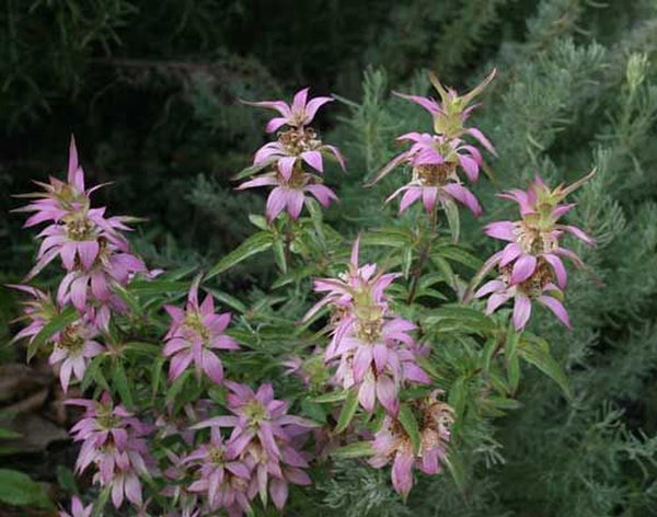 Spotted Beebalm - Monarda punctata