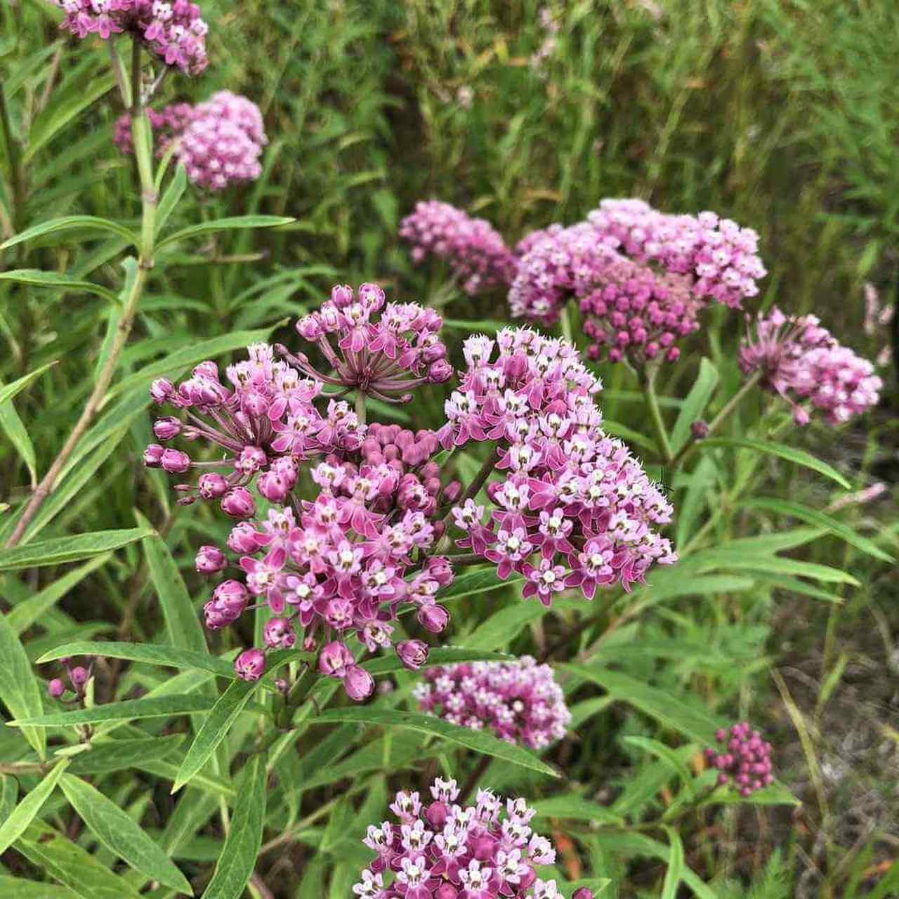 Swamp Milkweed - Asclepias incarnata (Plug)