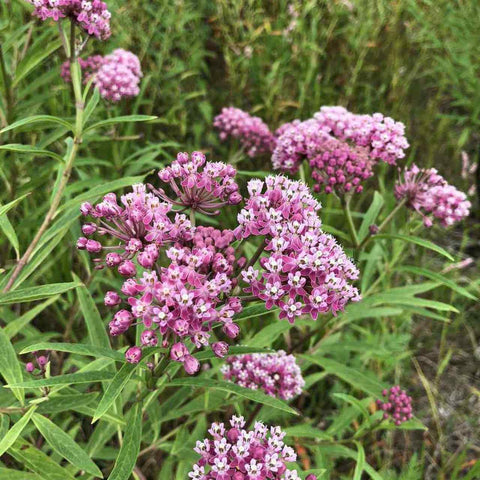 Milkweed Mix (1 Swamp Milkweed- Asclepias incarnata/1 Butterflyweed - Asclepias tuberosa/1 Whorled Milkweed - Asclepias verticillata)