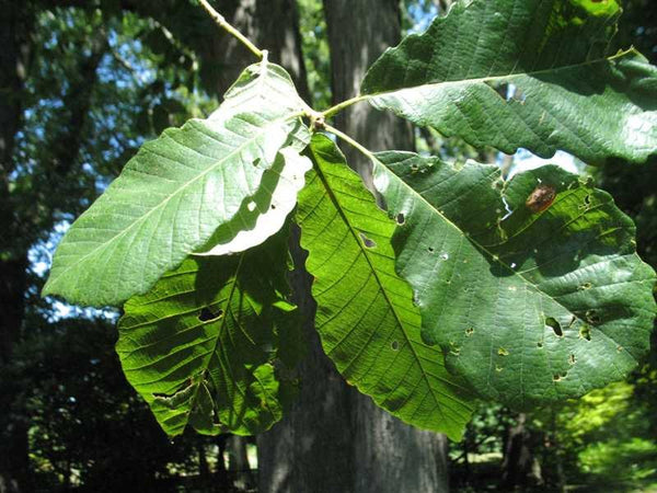 Swamp Chestnut Oak - Quercus michauxii