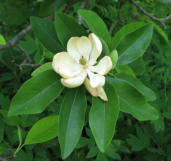 Sweetbay Magnolia - Magnolia virginiana