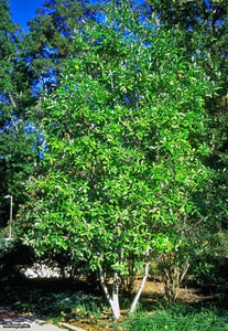 Sweetbay Magnolia - Magnolia virginiana (Tubeling)