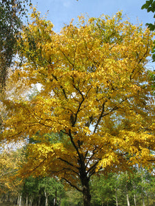 Sweet Birch - Betula lenta