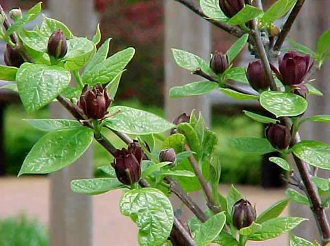 Sweet-shrub - Calycanthus floridus