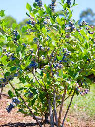 Highbush Blueberry - Vaccinium corymbosum