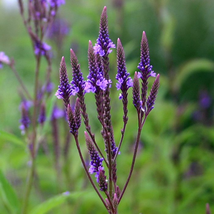 Blue vervain - Verbena hastata