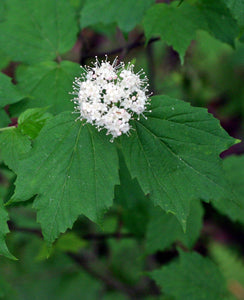 Mapleleaf Viburnum - Viburnum acerifolium