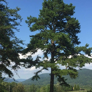 Virginia Pine - Pinus virginiana