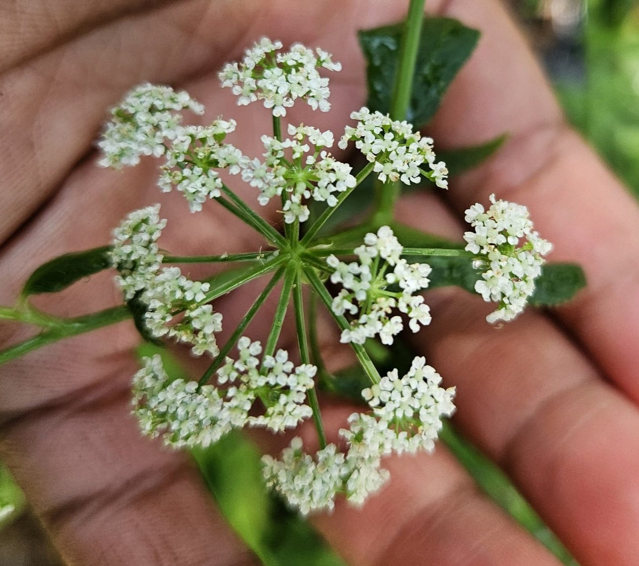 Water Parsnip - Sium suave - Native Seeds