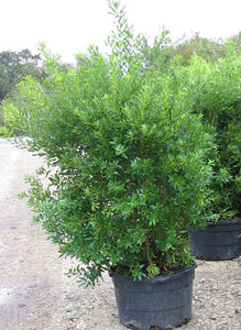 Southern Bayberry, Wax-Myrtle - Morella cerifera