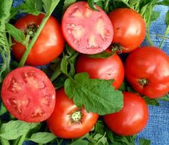 West Virginia Tomato - Veggie Start