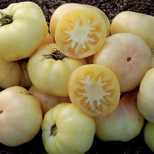 White Tomesol Tomato - Veggie Starts