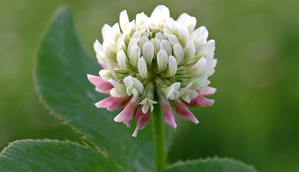 White Clover Seed - Trifolium repens - 1lb Bag - Seeds