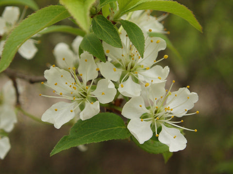 American Wild Plum - Prunus americana