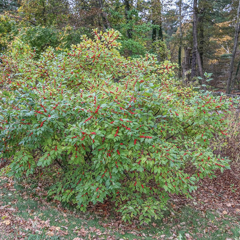 Winterberry -  Ilex verticillata (Unsexed)