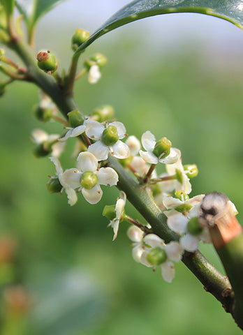 Winterberry -  Ilex verticillata (Female)