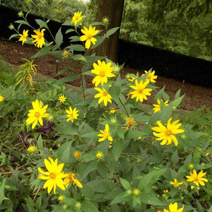 Woodland Sunflower - Helianthus divaricatus