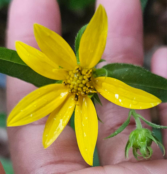 Woodland Sunflower - Helianthus divaricatus