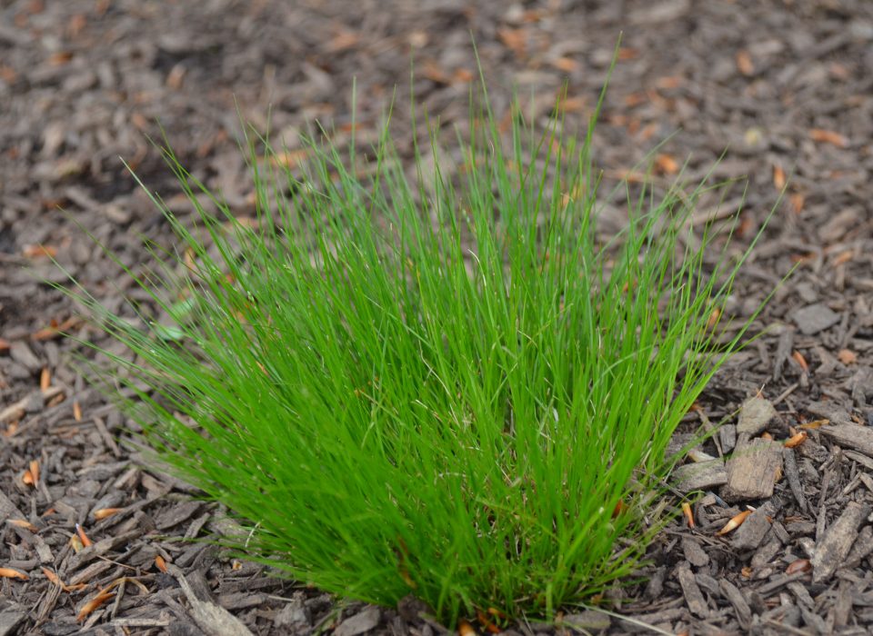 Yellow Fruited Sedge - Carex annectums