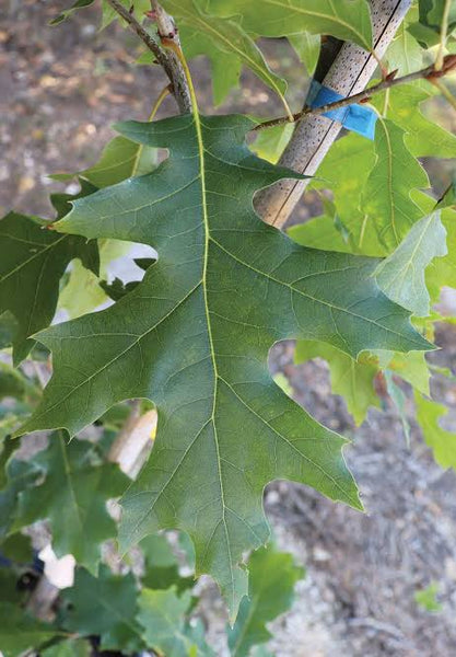 Black Oak - Quercus velutina