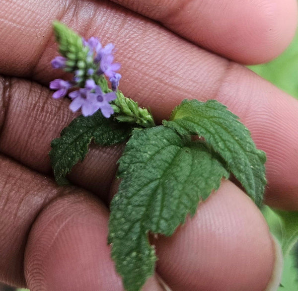 Blue vervain - Verbena hastata