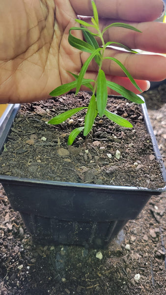 Butterfly Weed - Asclepias tuberosa - Native Seeds