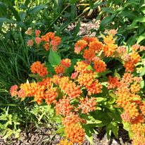 Butterflyweed - Asclepias tuberosa