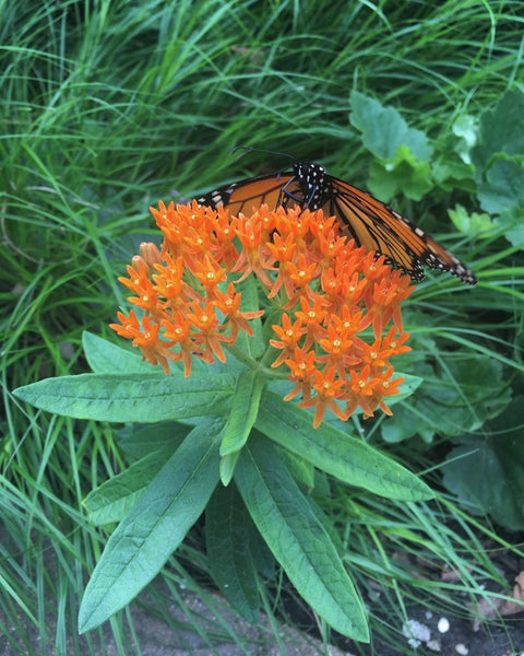 Milkweed Mix (1 Swamp Milkweed- Asclepias incarnata/1 Butterflyweed - Asclepias tuberosa/1 Whorled Milkweed - Asclepias verticillata)