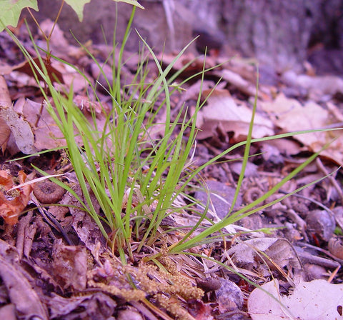 Willdenow's Sedge - Carex willdenowii (plug)
