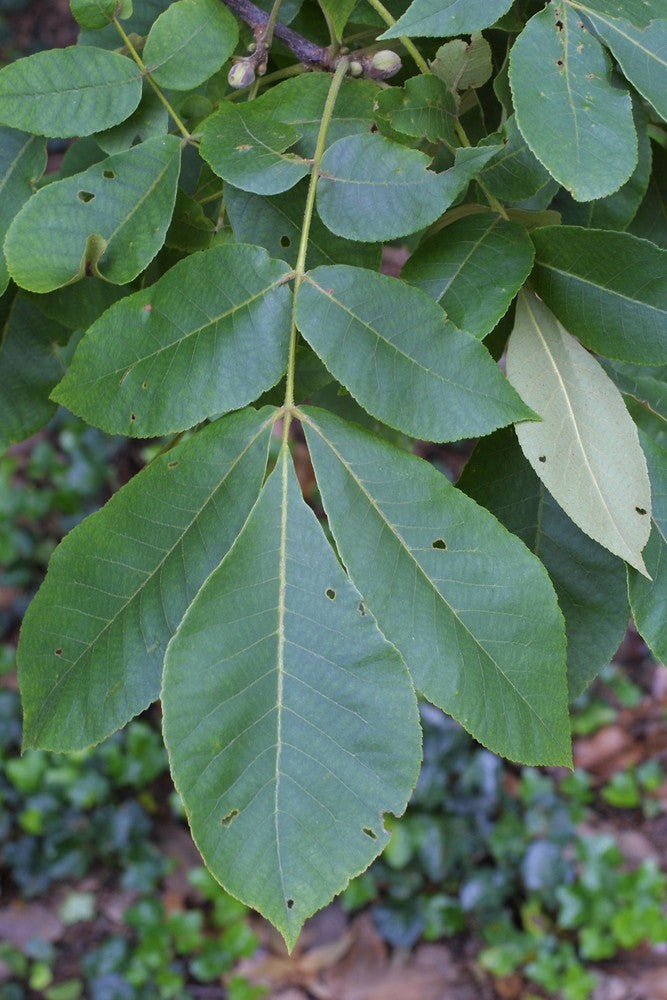 Mockernut Hickory - Carya tomentosa