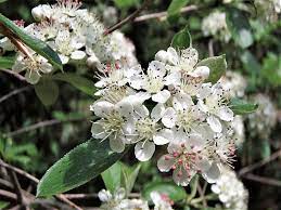 Red Chokeberry - Aronia arbutifolia