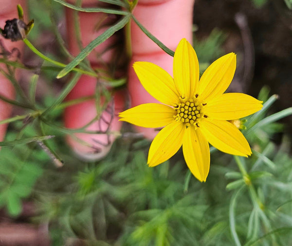 Tickseed - Coreopsis verticillata