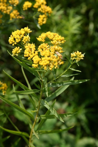 Grass-leaved Goldenrod - Euthamia graminifolia