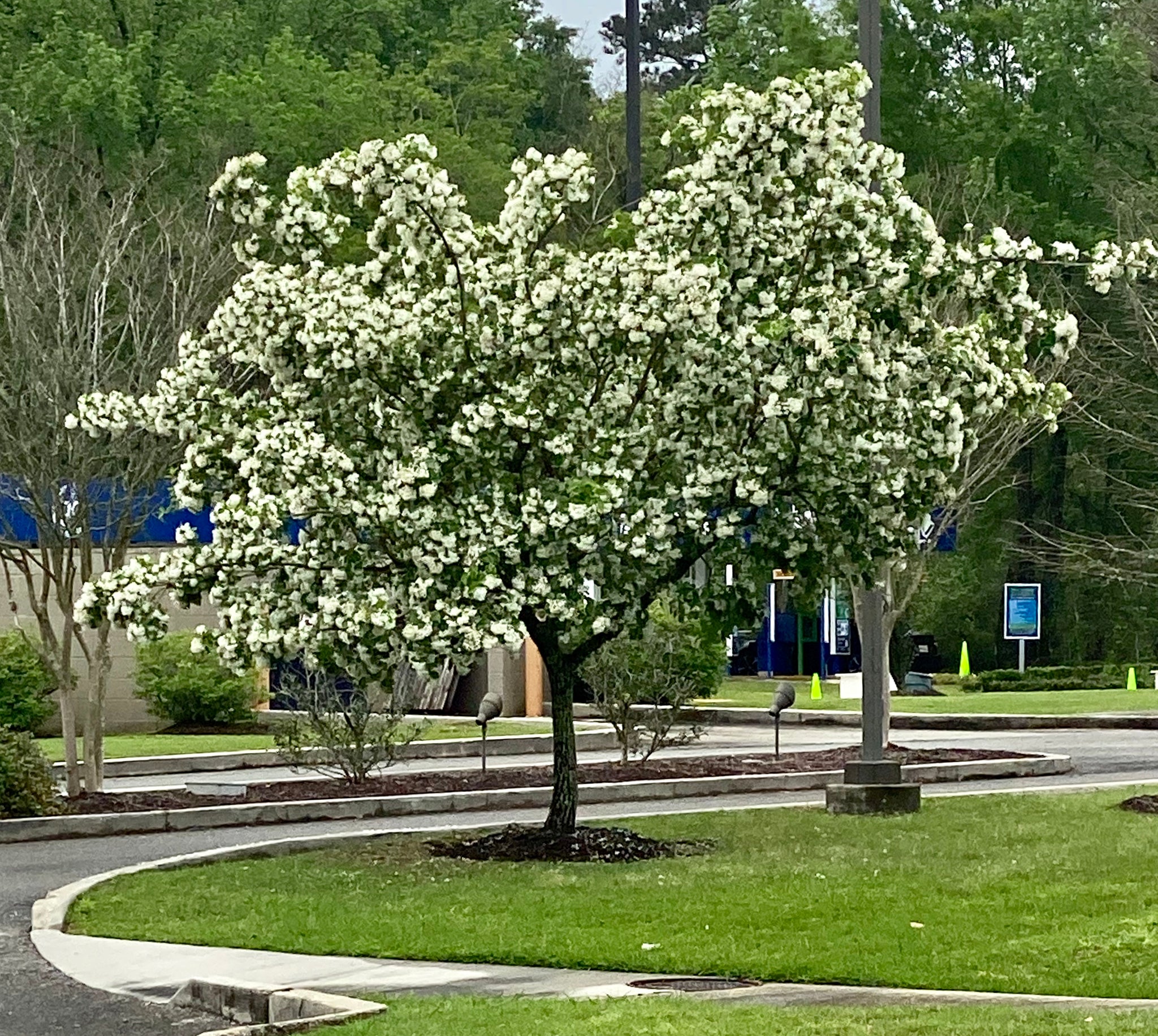 Fringe Tree - Chionanthus virginicus