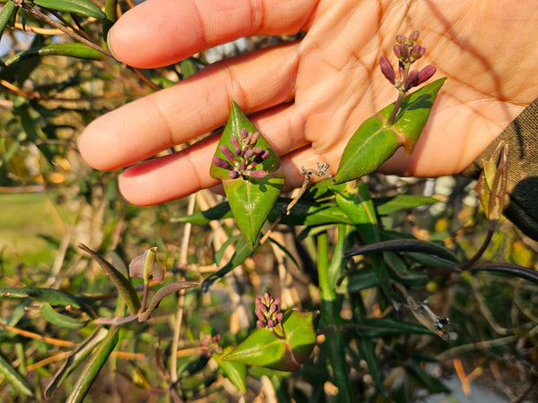 Coral Honeysuckle - Lonicera sempervirens