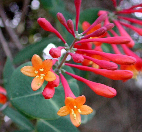 Coral Honeysuckle - Lonicera sempervirens