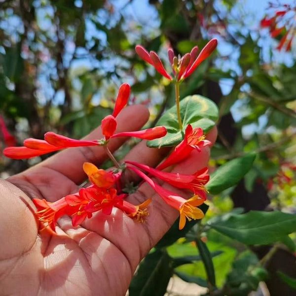 Coral Honeysuckle - Lonicera sempervirens