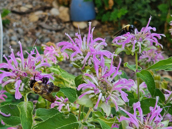 Wild Bergamot - Monarda fistulosa