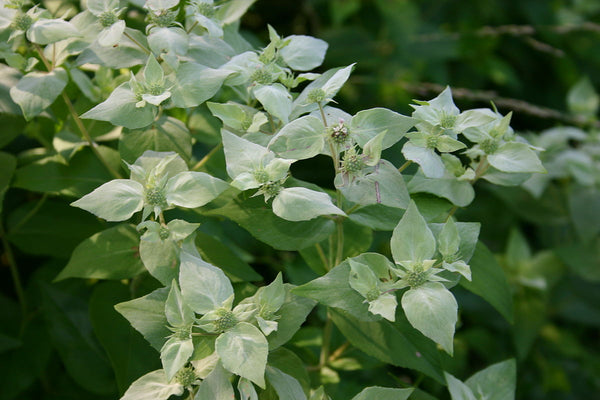 Short-toothed Mountain-mint - Pycnanthemum muticum - Native Seeds