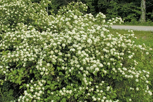 Eastern Ninebark  - Physocarpus opulifolius