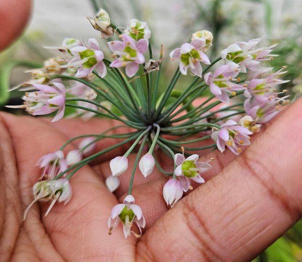 Nodding Onion - Allium cernuum