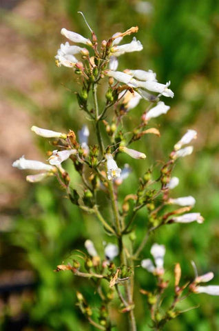 Pale Beardtongue - Penstemon pallidus