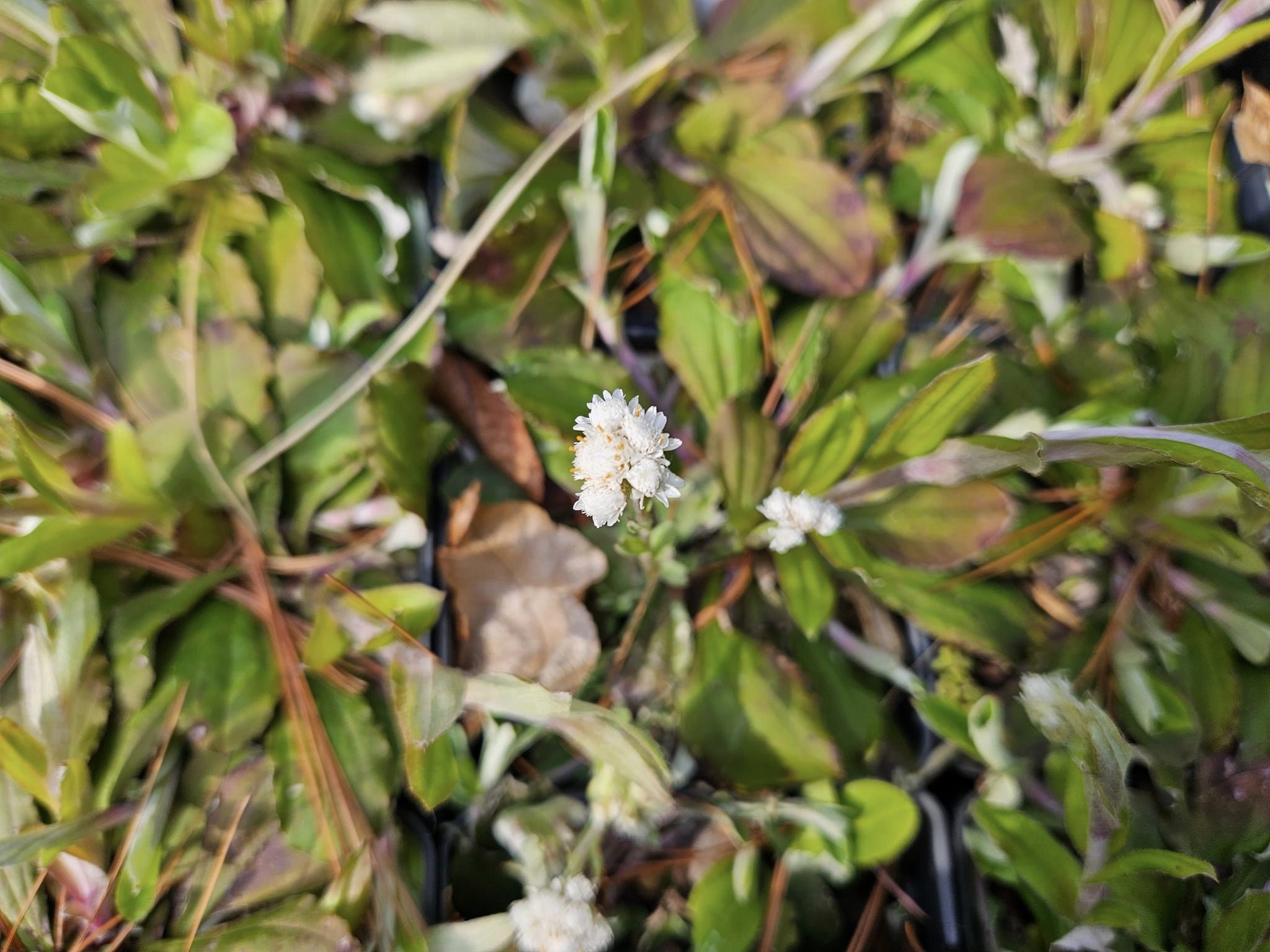 Pussytoes - Antennaria plantaginifolia