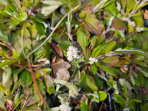 Pussytoes - Antennaria plantaginifolia