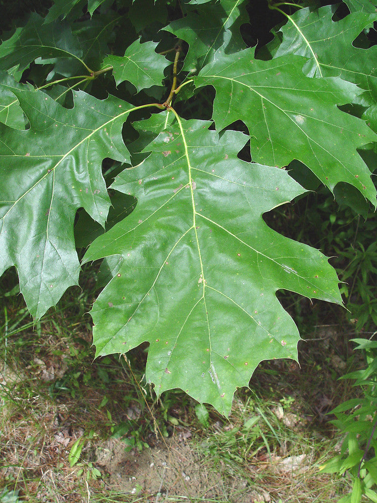 Northern Red Oak - Quercus rubra