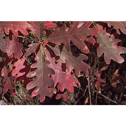 White Oak - Quercus alba