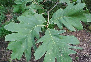 White Oak - Quercus alba