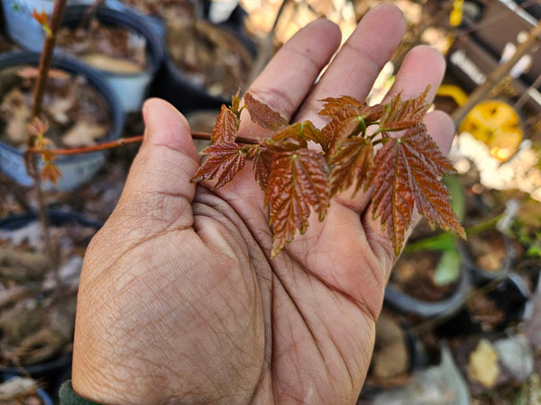 Red Maple - Acer rubrum